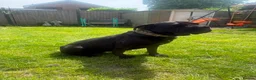 Cane Corso dogs for sale: Female cane corso  - Advert 4