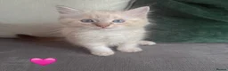 Ragdoll cats for sale: 3 Beautiful Pure Ragdoll Kittens – Blue Eyed  in Abingdon - Advert 4