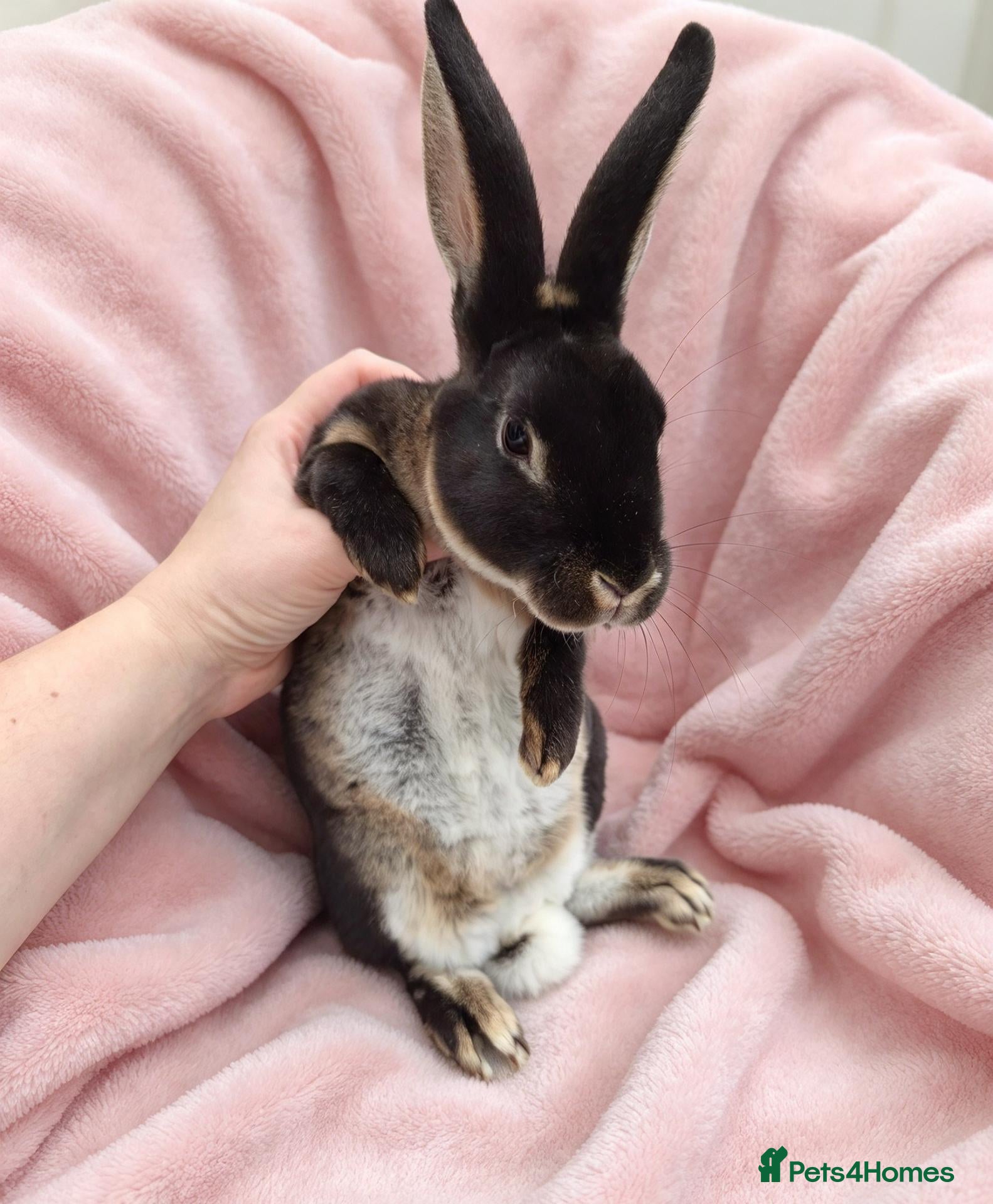 Rex rabbits Pair of mini rex babies - Advert 2
