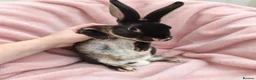 Rex rabbits for sale: Pair of mini rex babies - Advert 1