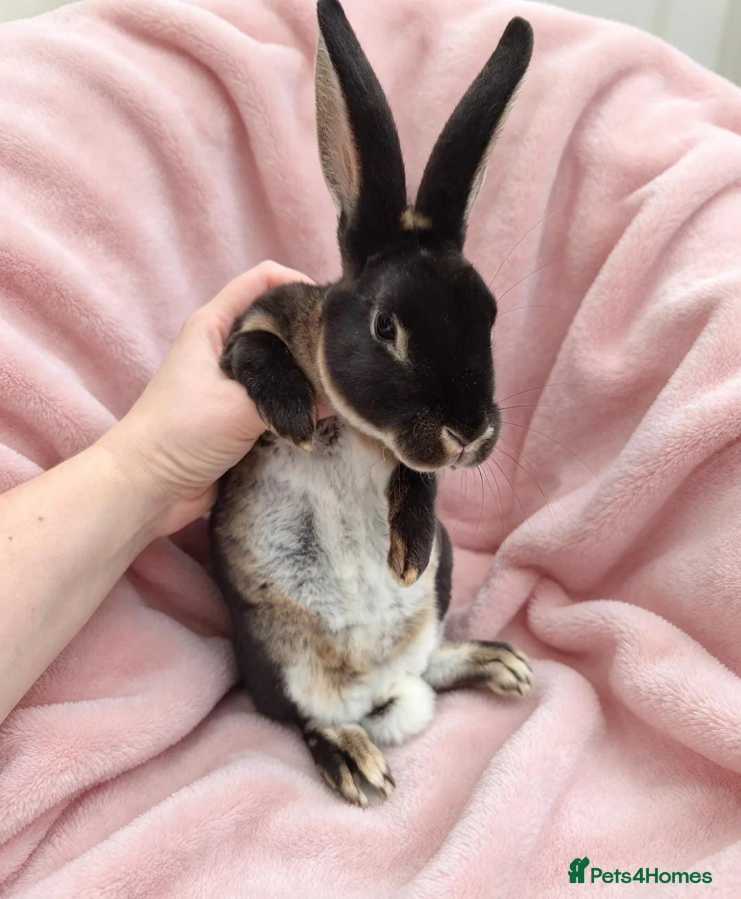 Rex rabbits for sale: Pair of mini rex babies - Advert 1