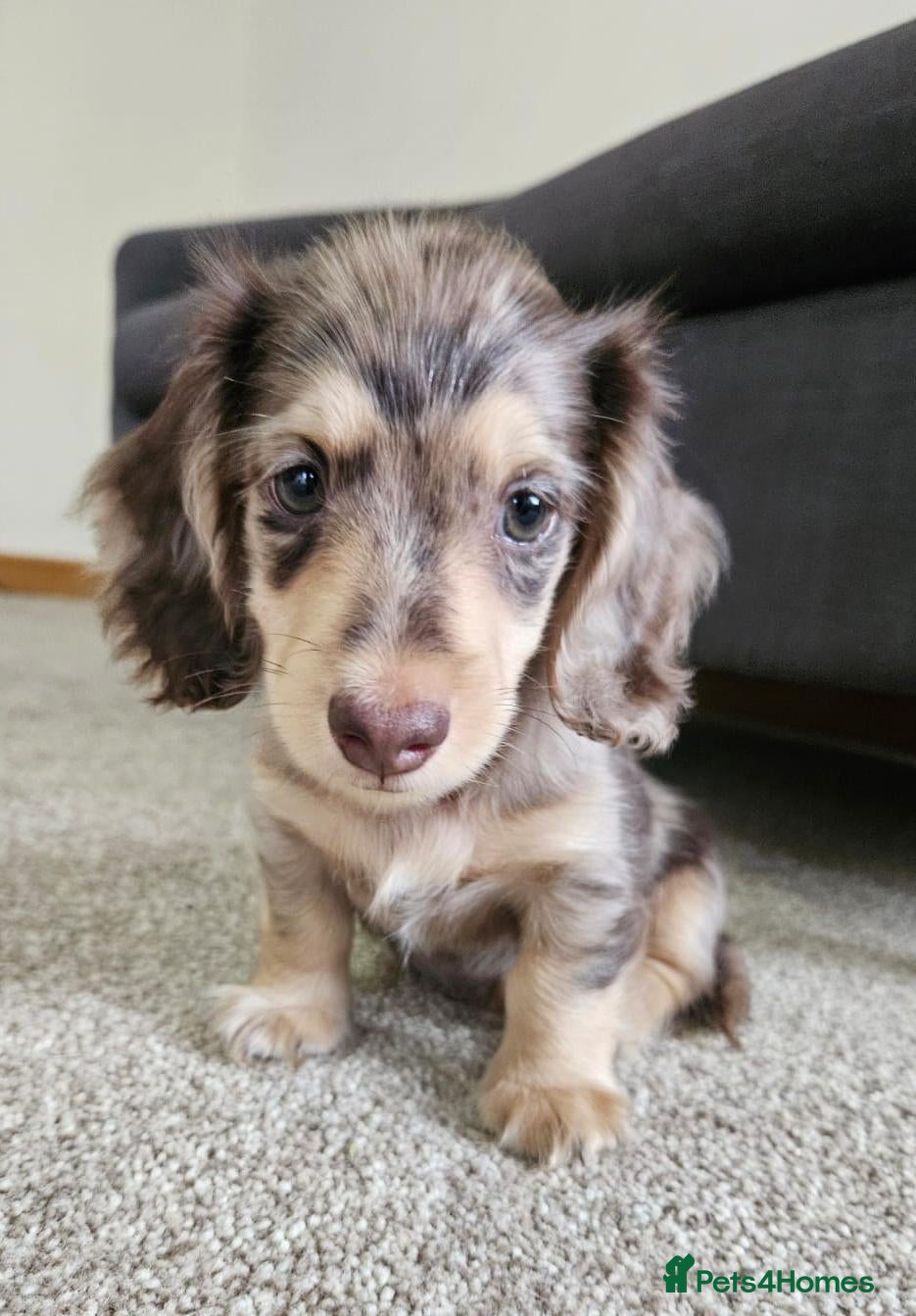 Miniature Dachshund dogs Chocolate&Cream Champion Long hair mini dachshund  - Advert 2