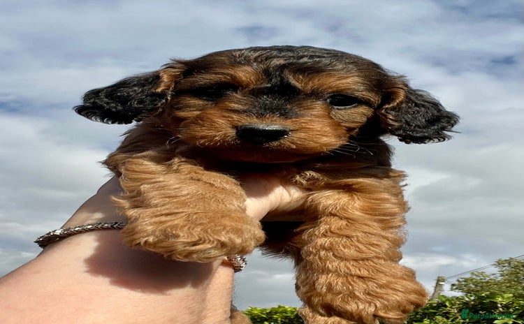Cockapoo dogs - Advert 15