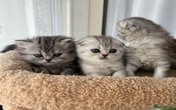 Scottish Fold cats for sale: Adorable Scottish Fold Kittens  - Image 33