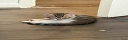 Bengal cats for sale: 🐾 Gorgeous Bengal Kittens – 3 Boys & 1 Girl 🐾 - Advert 9
