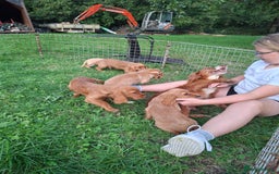 Cocker Spaniel dogs for sale: Working type cocker spaniel boys - Image 27
