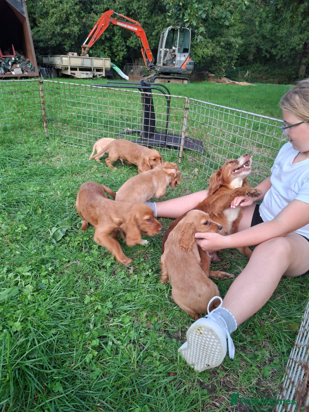 Cocker Spaniel dogs for sale: Working type cocker spaniel boys - Image 27