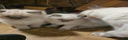 Ragdoll cats for sale: Lovely Litter of 3 Kittens Looking for Loving Home - Advert 5