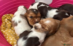 Cocker Spaniel dogs for sale: KC reg Cocker Spaniel Puppies, council licensed  - Image 8