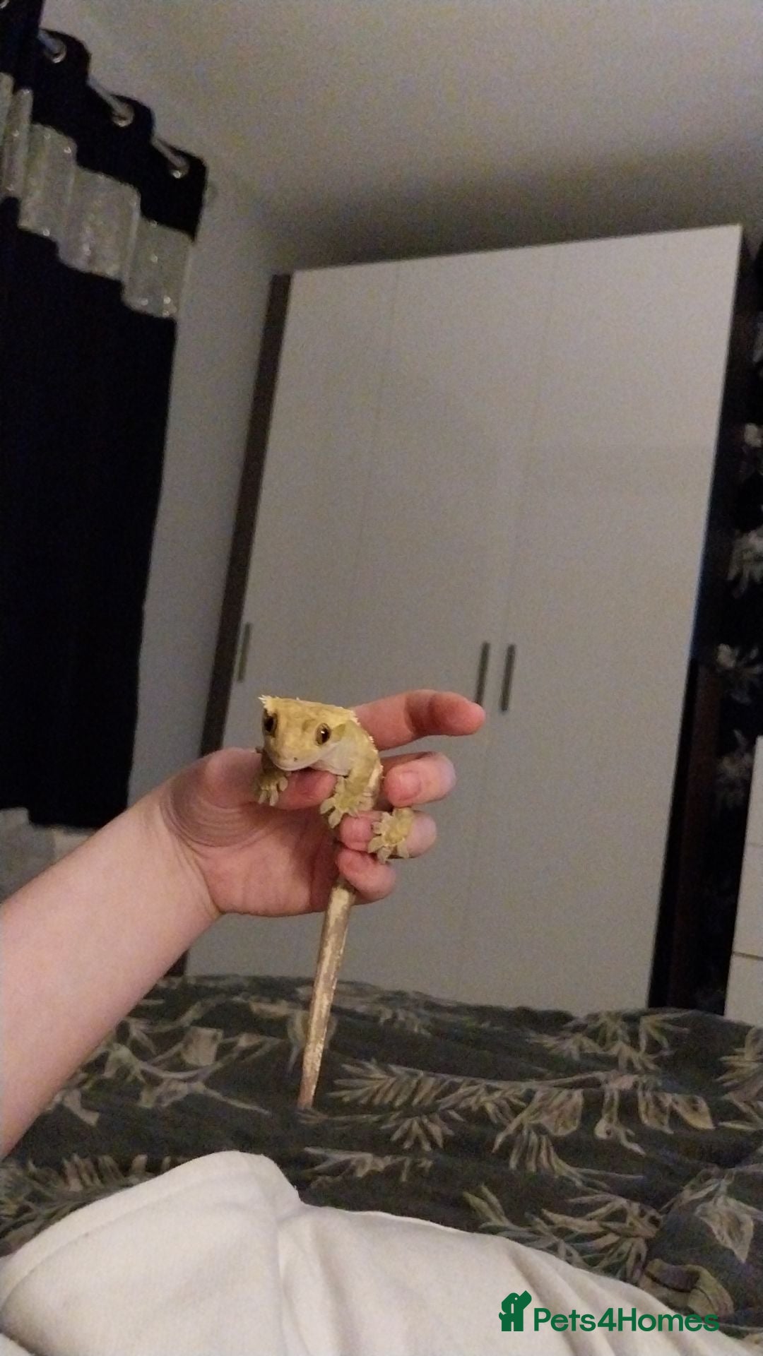 Gecko reptiles for sale: Crested gecko male - Image 9