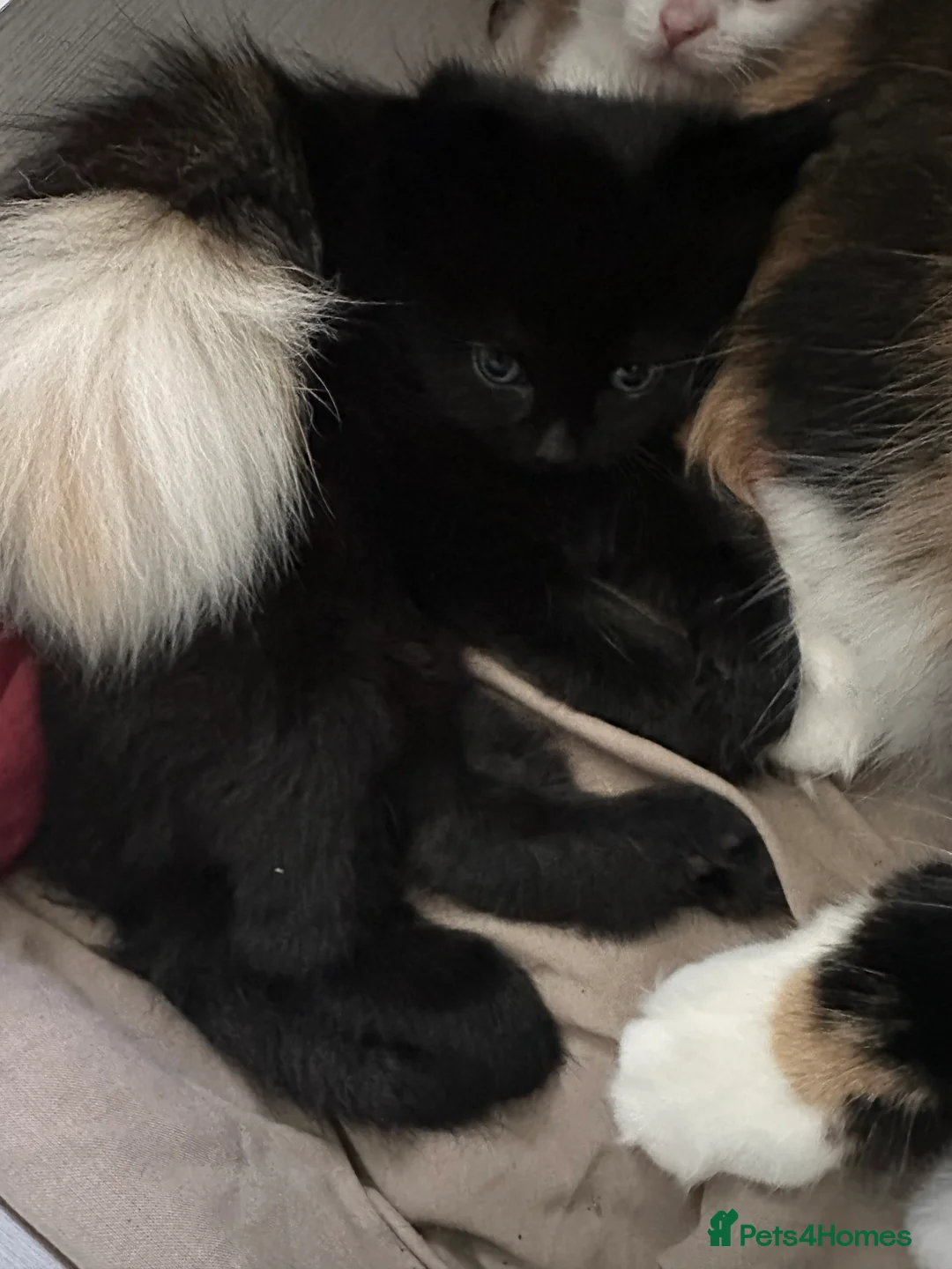 Mixed Breed cats for sale: Three beautiful kittens - Advert 2
