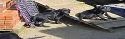 Mixed Breed dogs for sale: Pointador's (Lab x GSP) - Advert 3