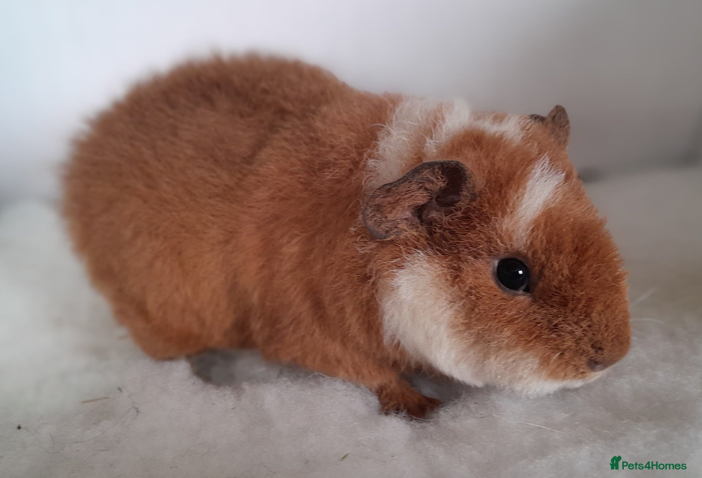 Guinea Pig rodents 2 x Teddy Guinea Pig Sows - Advert 15