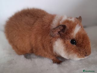 Guinea Pig rodents 2 x Teddy Guinea Pig Sows - Advert 7