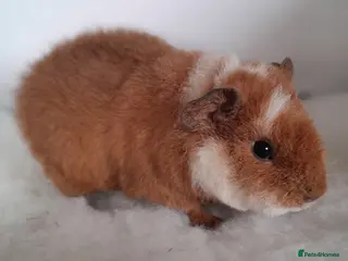 Guinea Pig rodents 2 x Teddy Guinea Pig Sows - Advert 19