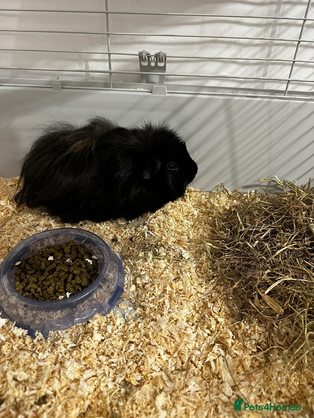 Guinea Pig rodents for sale: Guinea Pig male Long Haired  - Advert 4