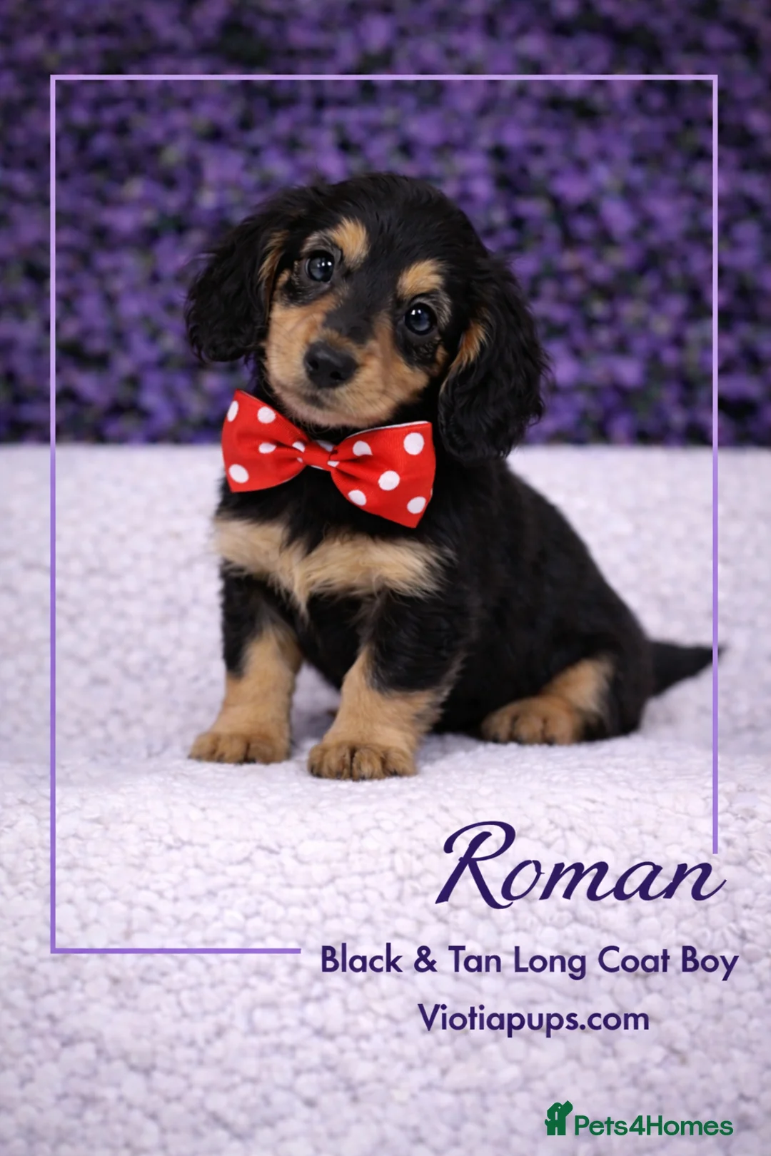 Miniature Dachshund dogs for sale: Ready now KC Miniature Dachshund Puppies - Advert 2