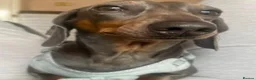 Miniature Dachshund dogs for stud: Stud Only, Proven Stud, KC, Please read - Advert 2