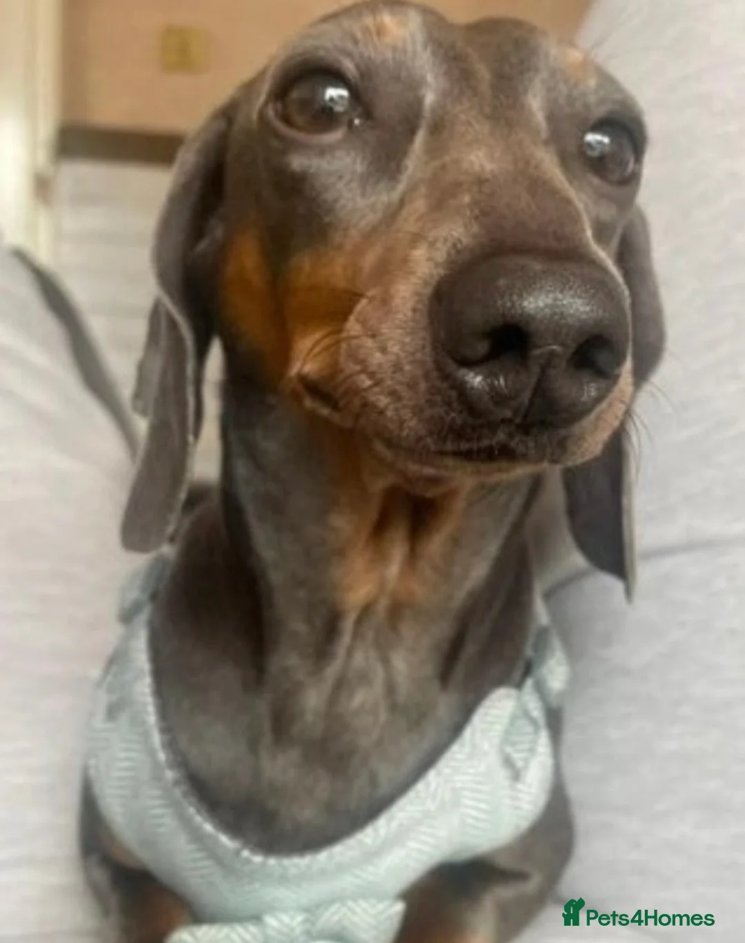 Miniature Dachshund dogs for stud: Stud Only, Proven Stud, KC, Please read - Advert 2