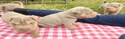 Shar Pei dogs for sale: KC REGISTERED RARE LILAC TAN SHAR-PEI - Advert 22