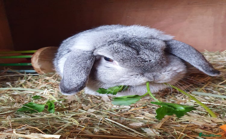 Mini Lop rabbits for sale - Advert 2