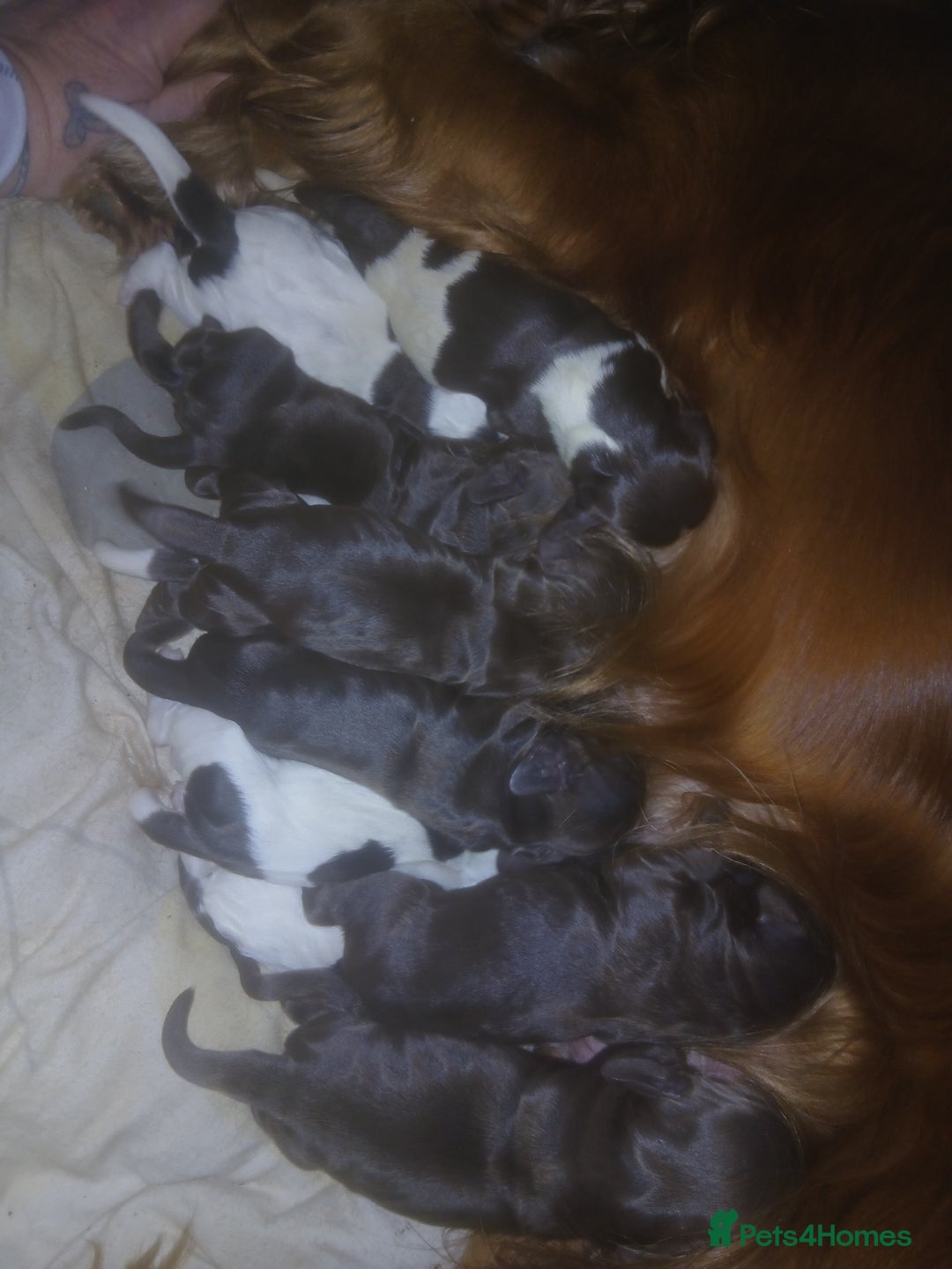 Sprocker dogs for sale: Sprockers - Advert 1