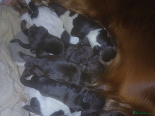 Sprocker dogs Sprockers - Advert 2