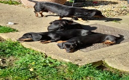 Miniature Dachshund dogs for sale: 14 weeks old 2 girls 2 boys miniature dachshunds - Image 13