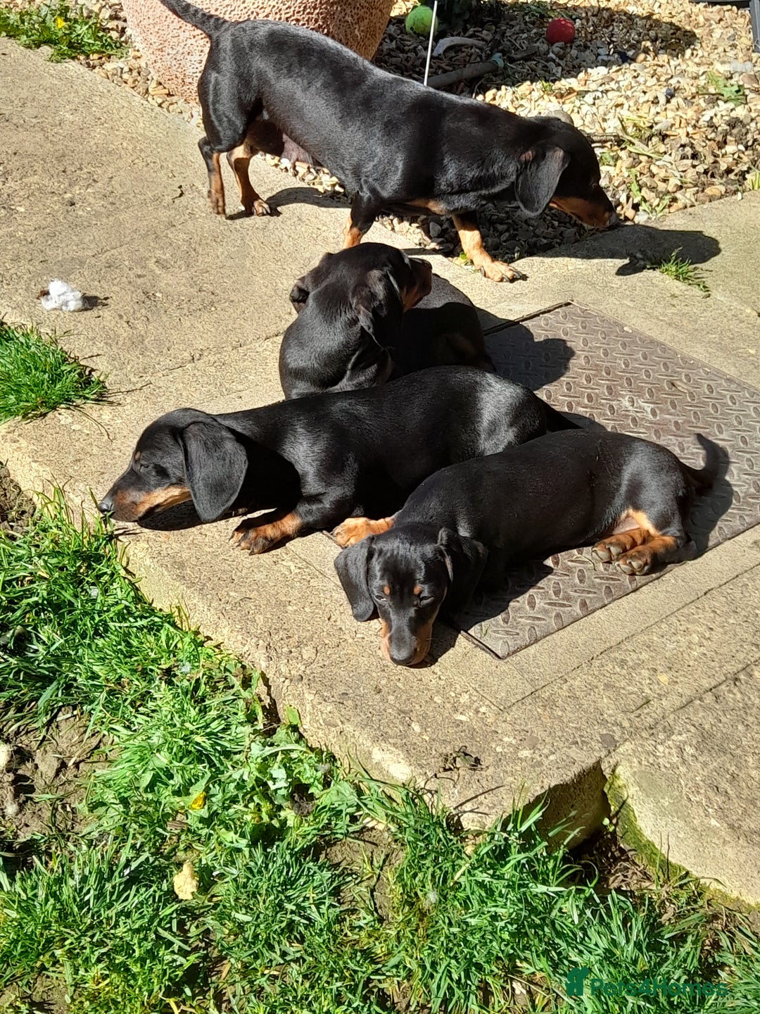 Miniature Dachshund dogs for sale: 14 weeks old 2 girls 2 boys miniature dachshunds - Image 13