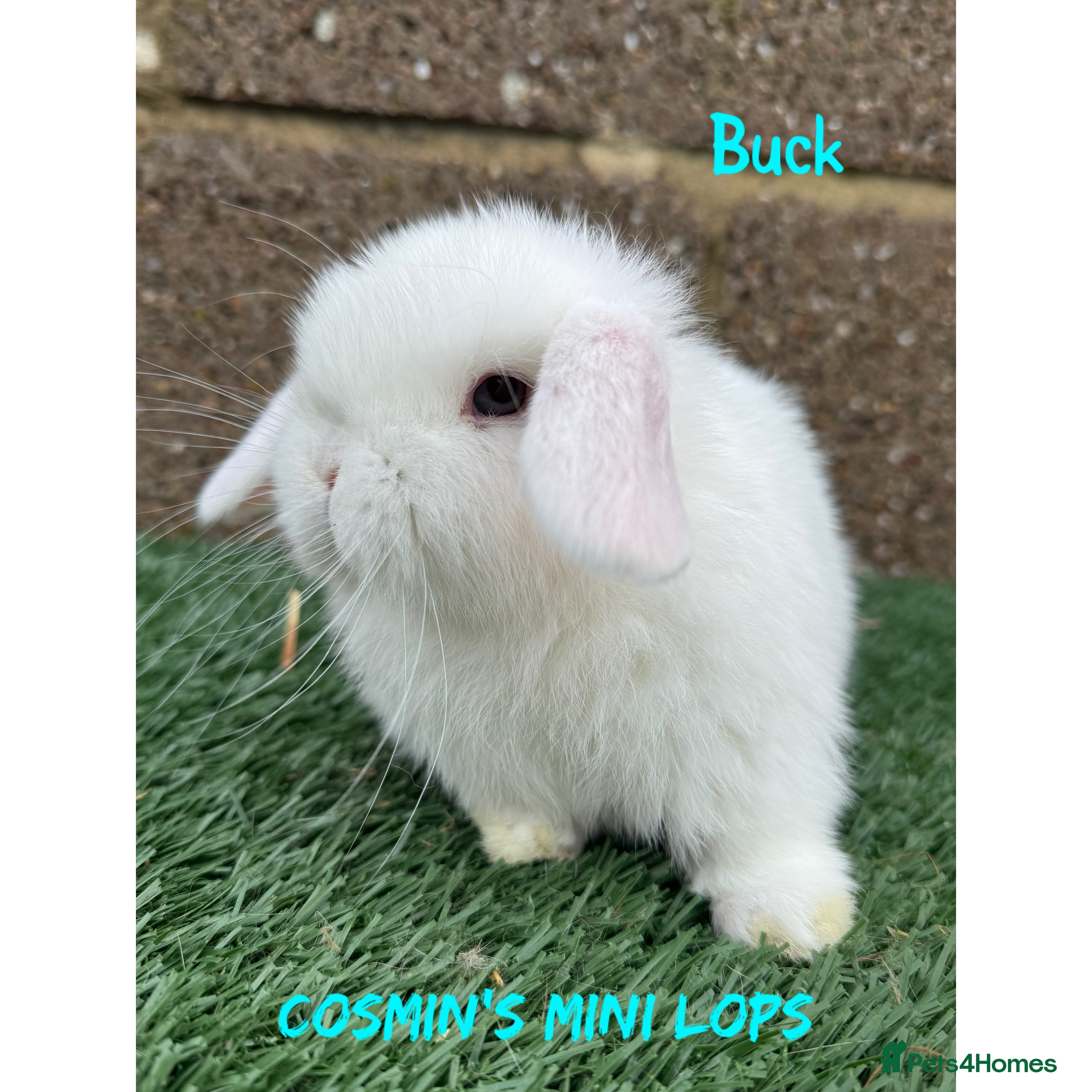 Mini Lop rabbits Pure breed mini lops  - Advert 5