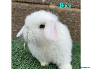 Mini Lop rabbits Pure breed mini lops - Advert 8