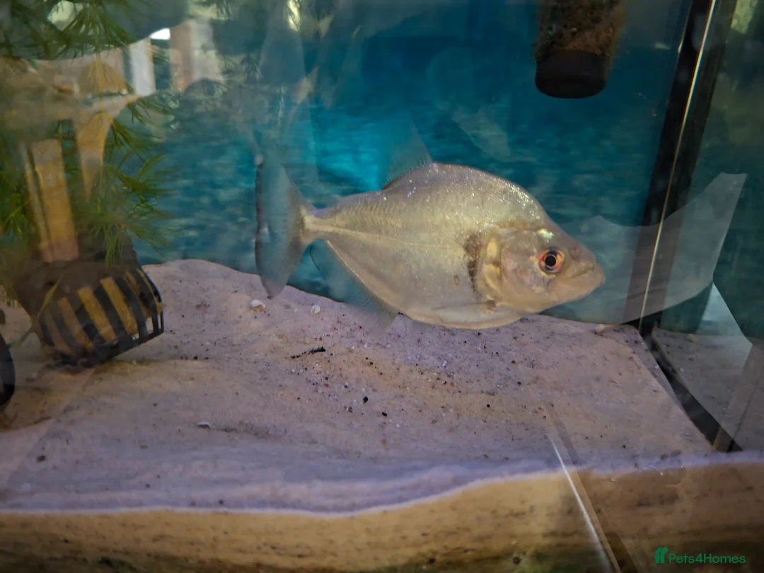 Piranhas fish for sale: piranha (unknown gender) in Loughborough - Advert 2