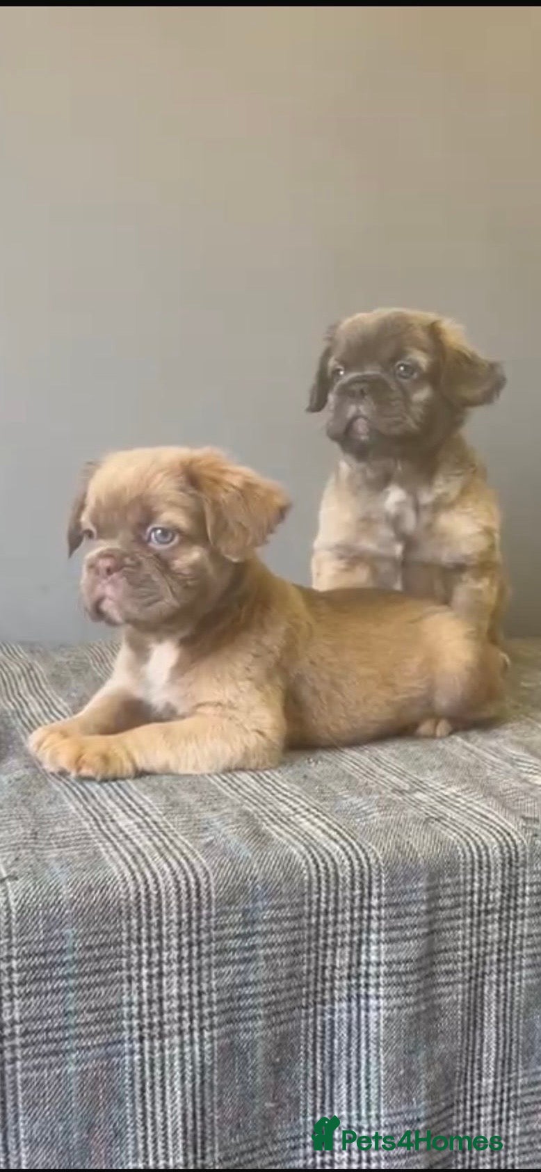 French Bulldog dogs French Bulldog  - Advert 3