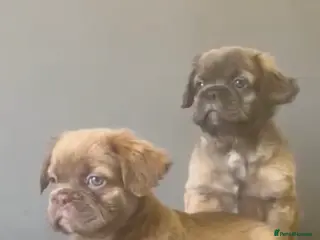 French Bulldog dogs French Bulldog - Advert 18