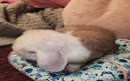 English Lop rabbits for sale: Gorgeous bucket lop ear male friendly blue eyes  - Image 4