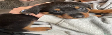 Rottweiler Puppy 3