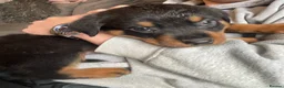 Rottweiler dogs for sale: Beautiful full bread Rottweiler pups  - Advert 10