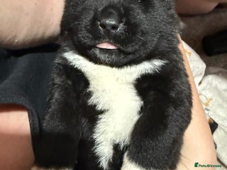 Akita dogs Big bear head full American Akitas - Advert 3