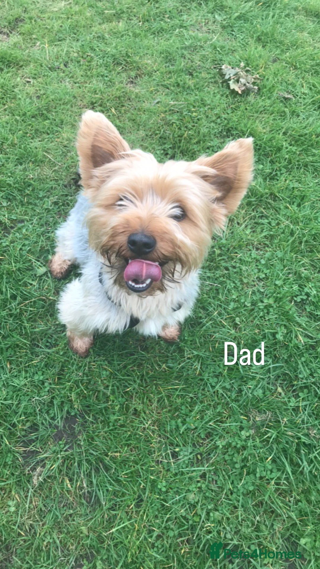 Chorkie dogs for sale: CHORKIE PUPS AVAILABLE NOW - Advert 7