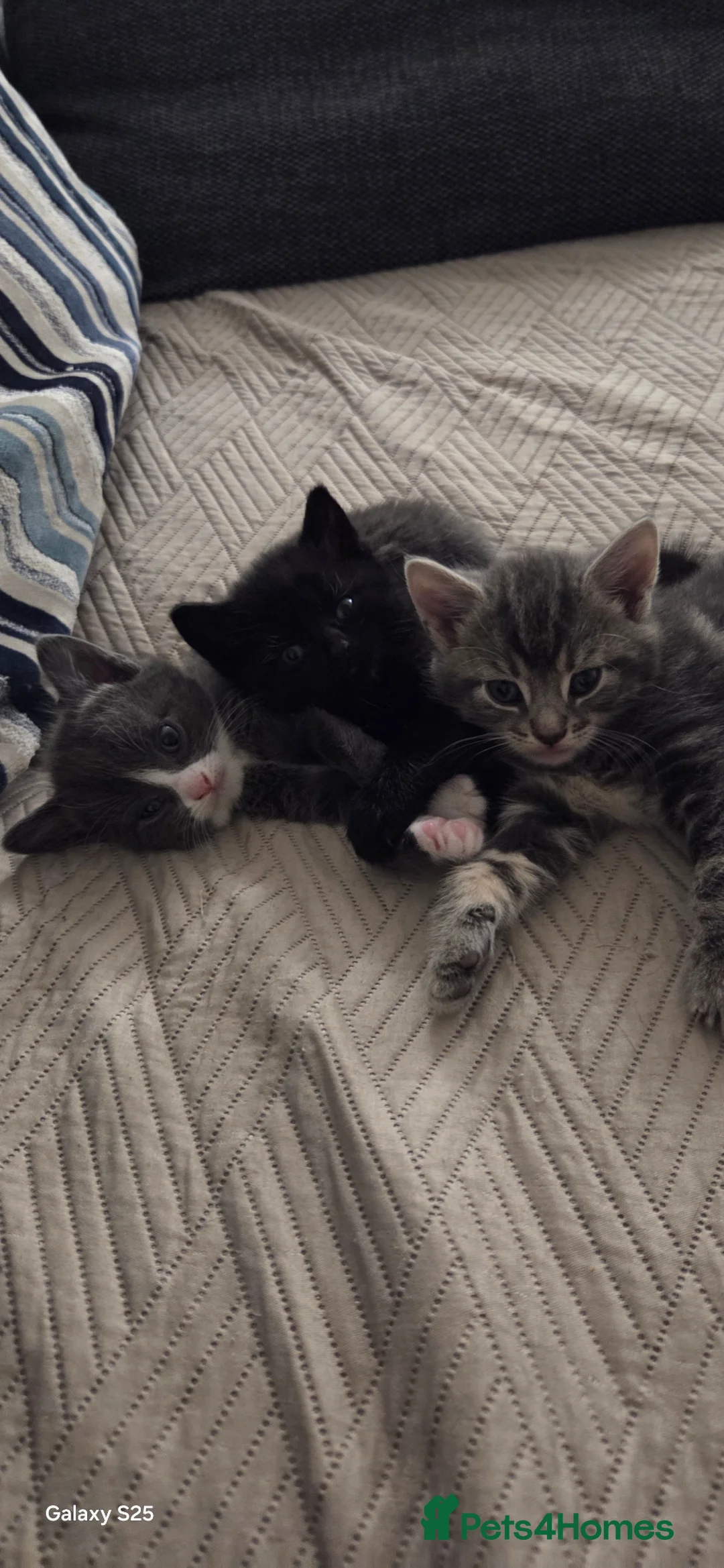 Mixed Breed cats for sale: Beautiful kittens ready to reserve, home raised - Advert 2