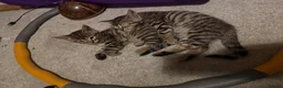 Bengal cats for sale: Bengal kittens  - Advert 9