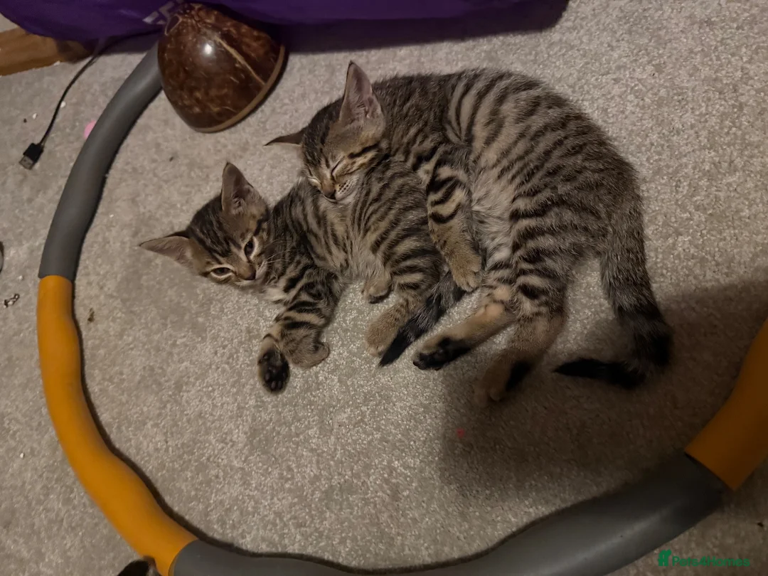 Bengal cats for sale: Bengal kittens  - Advert 9