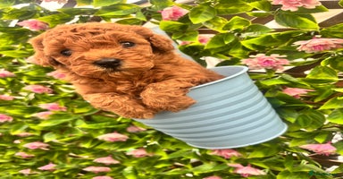 Maltipoo dogs - Advert 7