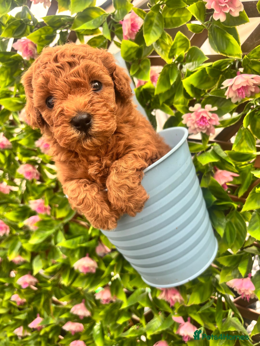 Maltipoo dogs for sale: 🐾 Adorable Maltipoo Puppies 🐾  - Image 3