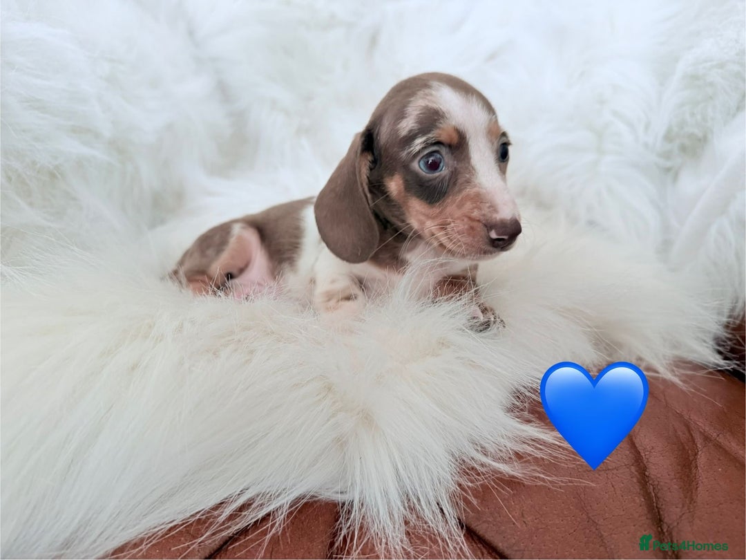 Miniature Dachshund dogs for sale: Stunning Litter of Miniature Dachshund Pups  - Image 12