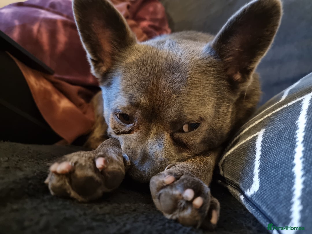 Mixed Breed dogs for sale: Ronnie  - Advert 15