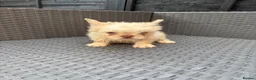 French Bulldog dogs for sale: REDUCED FlOODLE /French bulldogs - Advert 22