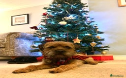Border Terrier dogs for stud: Border Terrier for stud , Slem tested, family pet  in Woodbridge - Image 3