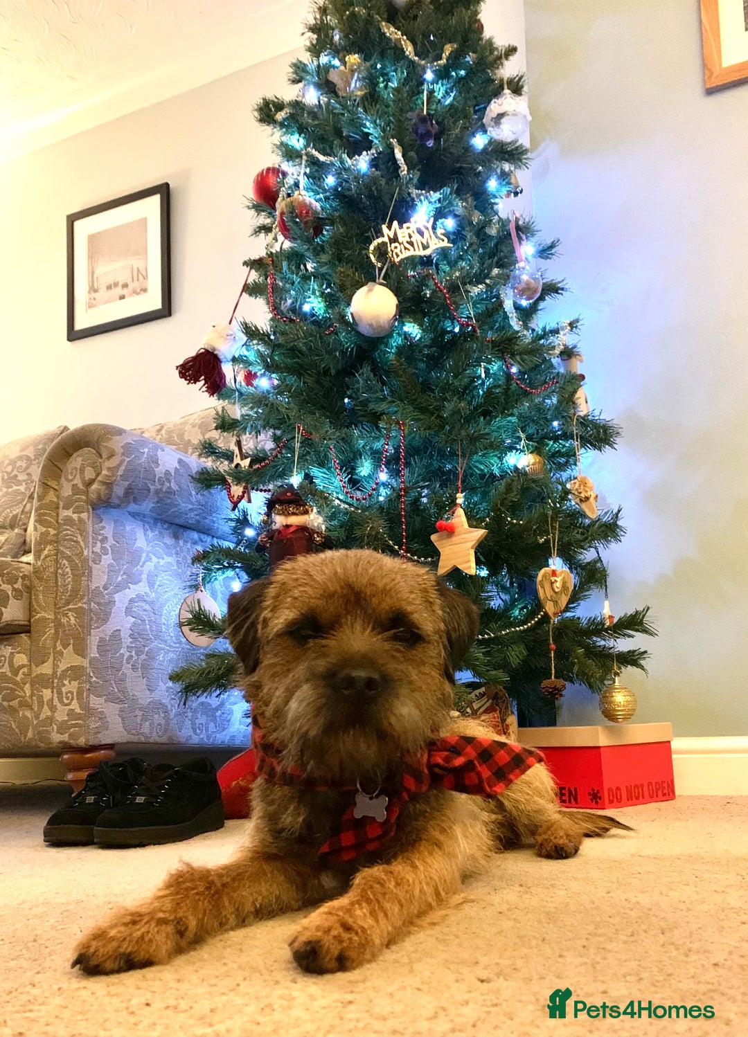 Border Terrier dogs for stud: Border Terrier for stud , Slem tested, family pet  in Woodbridge - Image 3