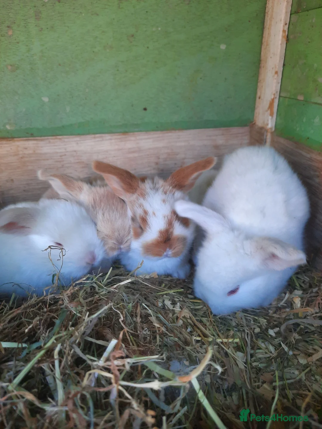 Mini Lop rabbits for sale: Mini lop babies for sale 2 white girls left - Advert 2